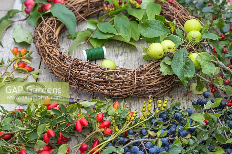 Materials required to construct a Berry wreath are crafting wire, scissors, Wild Crab Apples, Hawthorn - Crataegus, Sloe berries - Prunus spinosa, Rose hips, English Oak - Quercus robur and Crocosmia seed heads