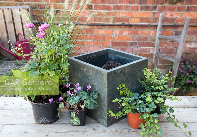 Ingredients required for planting up an Autumnal pot are Cyclamen hederifolium, Anemone hybrida 'Rotkappchen', Polystichum makinoi and Pennisetum alopecuroides 'Hameln'