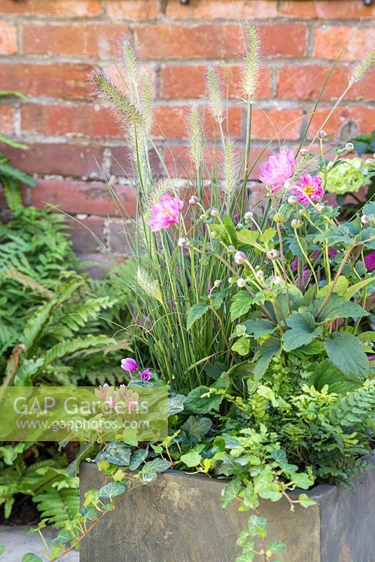 An Autumnal pot planted with Featuring Cyclamen hederifolium, Anemone hybrida 'Rotkappchen', Polystichum makinoi and Pennisetum alopecuroides 'Hameln'