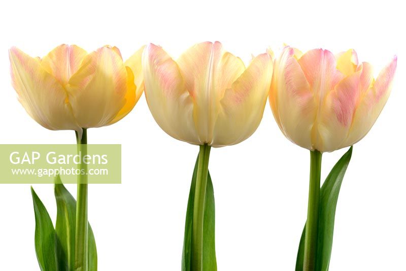 Tulipa 'Creme Upstar' - Double Late Group 
