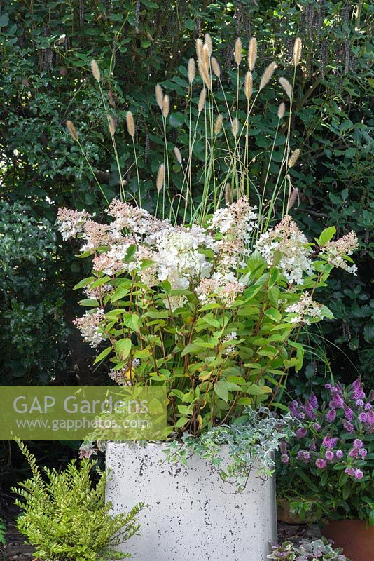 An Autumnal pot featuring Ajuga reptans 'Burgundy Glow', Pennisetum massaicum 'Red Bunny Tails', Hydrangea paniculata 'Grandiflora' and Variegated Ivy