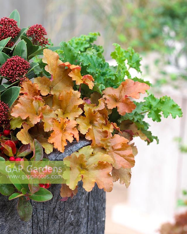 Mixed shrubs in root pouch - Heuchera, Gaultheria procumbens and Skimmia japonica
