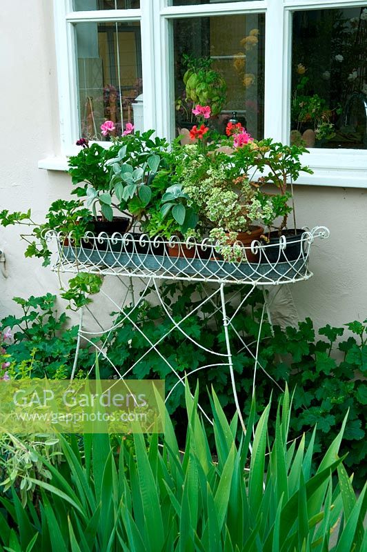 Wire display table basket of containers of Pelargoniums and plectranthus beside kitchen window.  