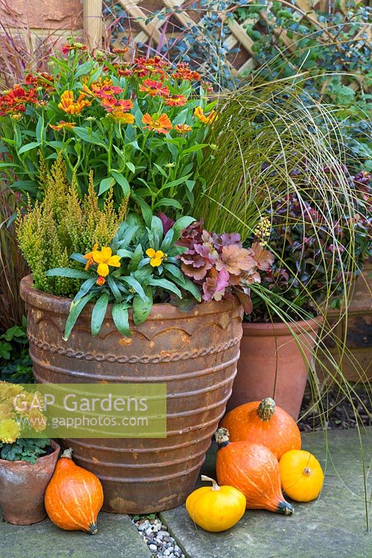 An autumnal container featuring Cheiranthus 'Sugar Rush Orange', Heuchera 'Blondie' Little Cuties series, Erica sparsa, Carex 'Prairie Sky' and Helenium mexicanum 'Poncho'