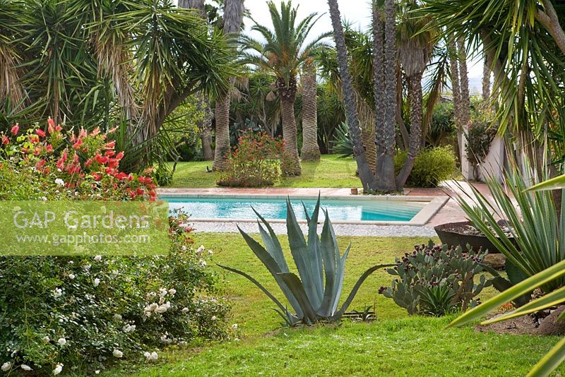 View to swimming pool with agave, Rosa Fortuniana in foreground, Washingtonia Robust and other tropical trees behind. 