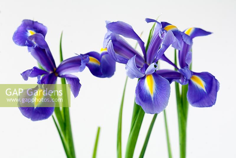 Iris x hollandica - Xiphium Iris