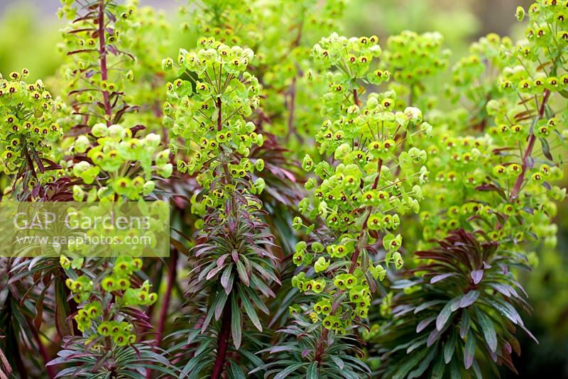 Euphorbia x martinii 'Walbertons Red Flush'