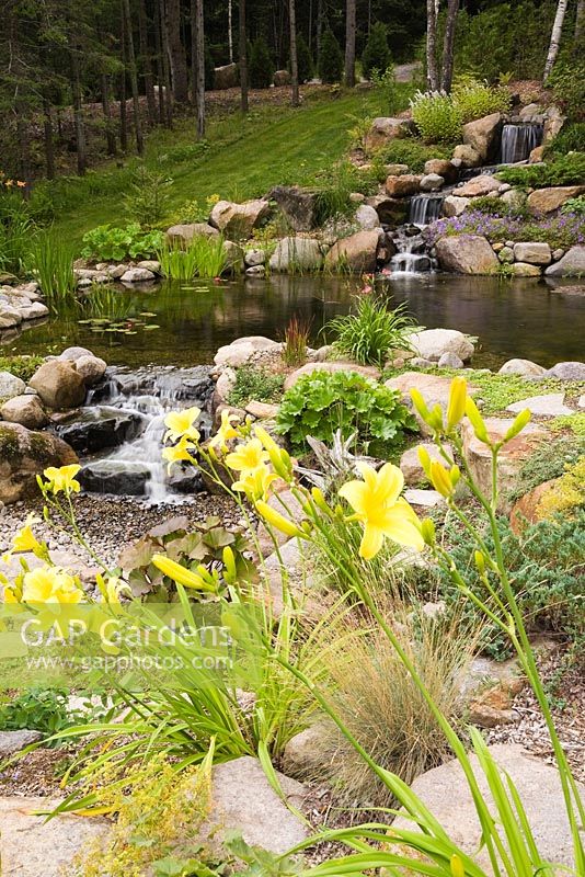 Yellow Hemerocallis - Daylily flowers next to pond with manmade cascading waterfalls and pond within background 