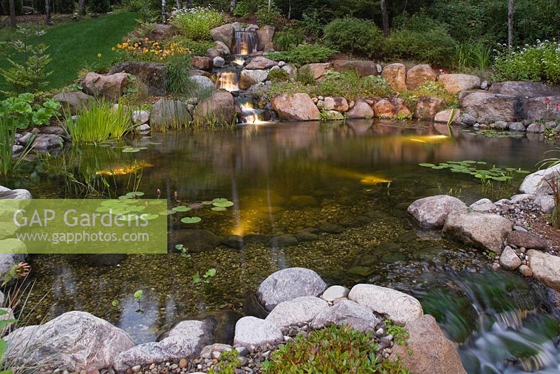 Illuminated manmade cascading waterfall and pond with pink Nymphaea 'Mayla' - Water Lily flowers, Typha minima - Dwarf Cattails, Pontederia cordata - Pickerel Weed bordered by purple Geranium 'Rozanne' and white Lysimachia clethroides - Gooseneck Loosestrife flowers in backyard garden in summer at dusk