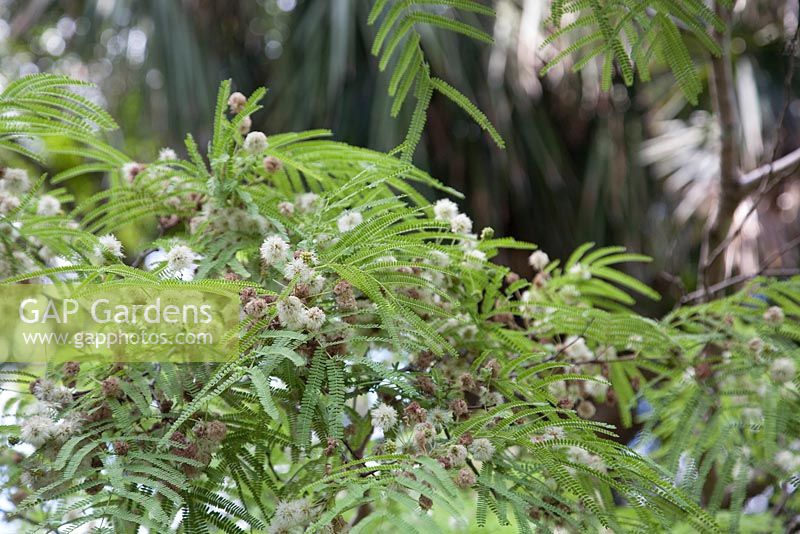 Albizia lampantha - white flowers and feathery green foliage. November, Brisbane Botanical Garden Queensland Australia 