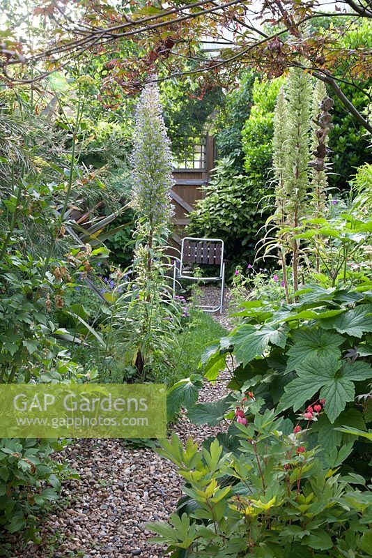 Garden view down gravel path to folding wooden chair, Acer, Dicentra spectabilis 'Valentine' and Echium in foreground 