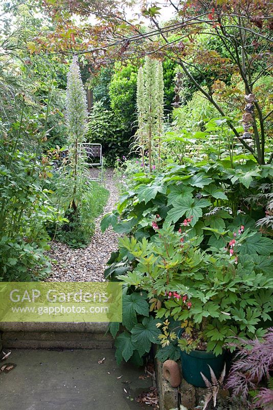 Garden view down gravel path to folding wooden chair, Acer, Dicentra spectabilis 'Valentine' and Echium in foreground. Stone step up from paved patio, June 