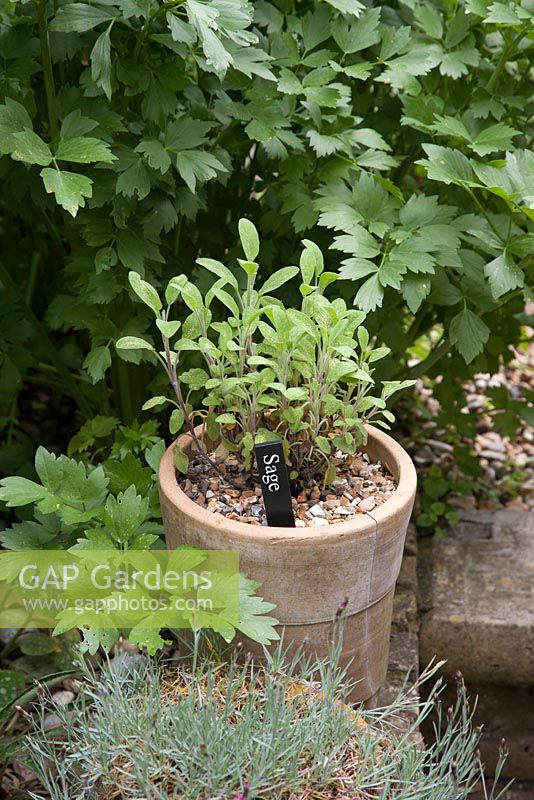 Sage - salvia, hardy evergreen perennial herb growing in long terracotta clay pot. Lovage in background, May 