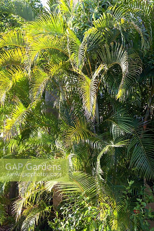 Dypsis lutescens - yellow cane palm fronds in morning sunlight. Airlie beach, Queensland Australia