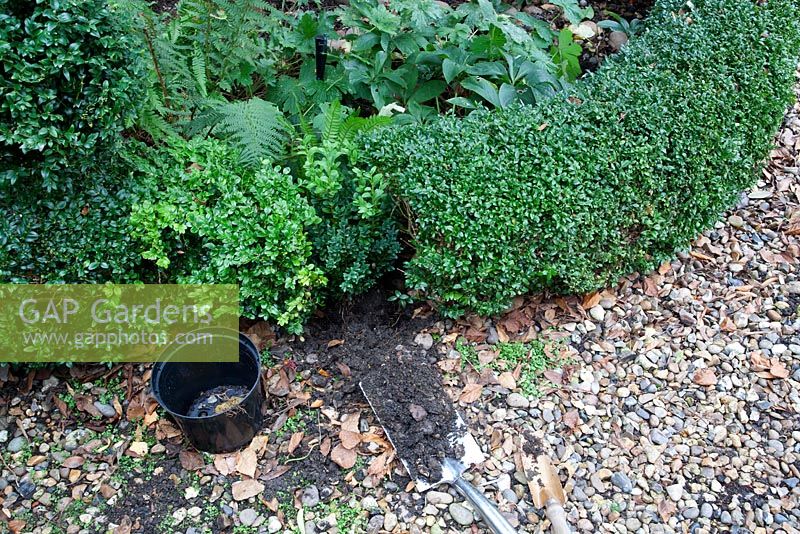 Replanting Buxus sempervirens - filling gap in hedge, refilling hole with soil
