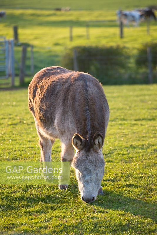 Badger, the donkey. Farrington's Farm, Somerset 