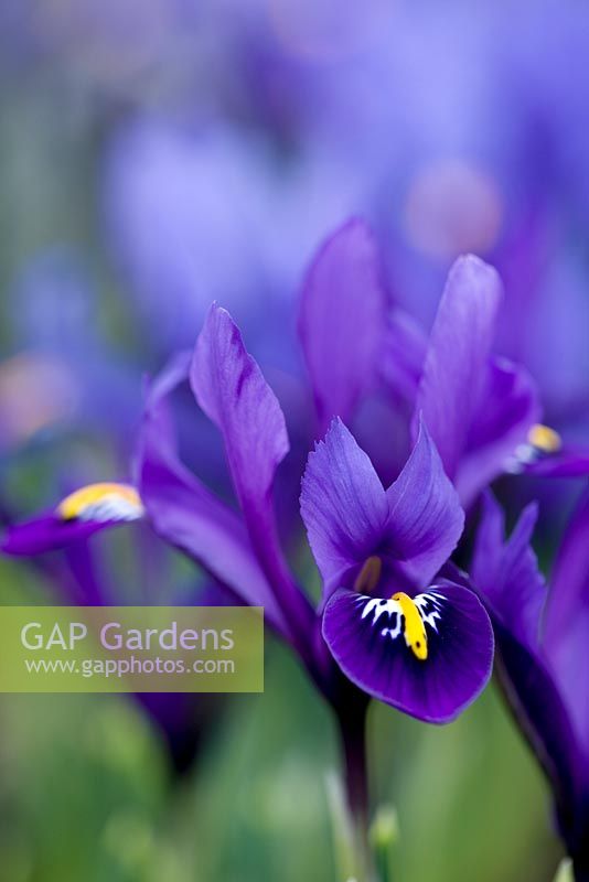 Iris reticulata 'Pixie'. Jacques Amand, Middlesex