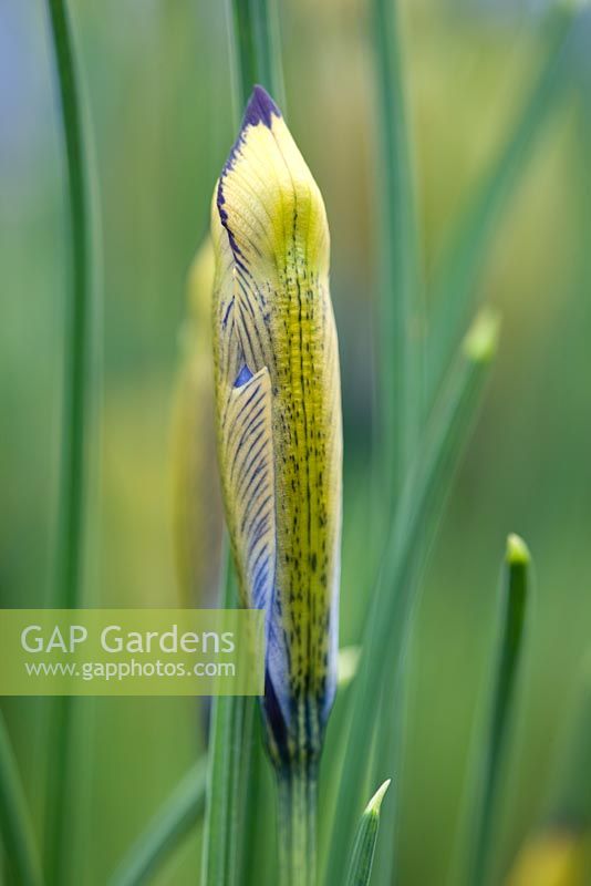 Iris reticulata 'Clairette' - emerging bud. Jacques Amand, Middlesex