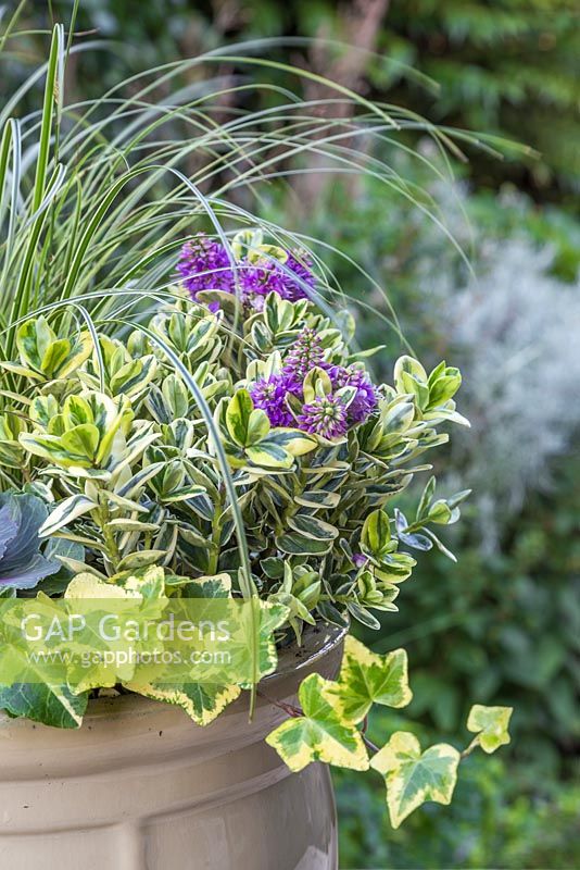 An Autumnal container with a Variegated colour scheme. Featuring Carex brunnea 'Gold Strips', Euphorbia x martinii 'Ascot Rainbow', Hedera helix 'Golden Kolibri', Ornamental cabbage - Brassica oleracea and Hebe addenda Variegated