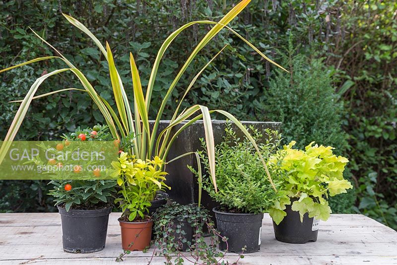 Ingredients required for Autumnal container feature Heuchera 'Lime Marmalade', Phormium 'Golden Ray', Variegated Hebe, Solanum pseudocapsicum 'Thurino', Choisya ternata 'Sundance' and Mitchella repens