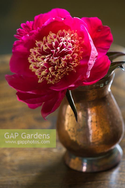 Copper container with flower of Peony 'Madame Henry Fuchs'. Jo Bennison Peonies, Lincolnshire
