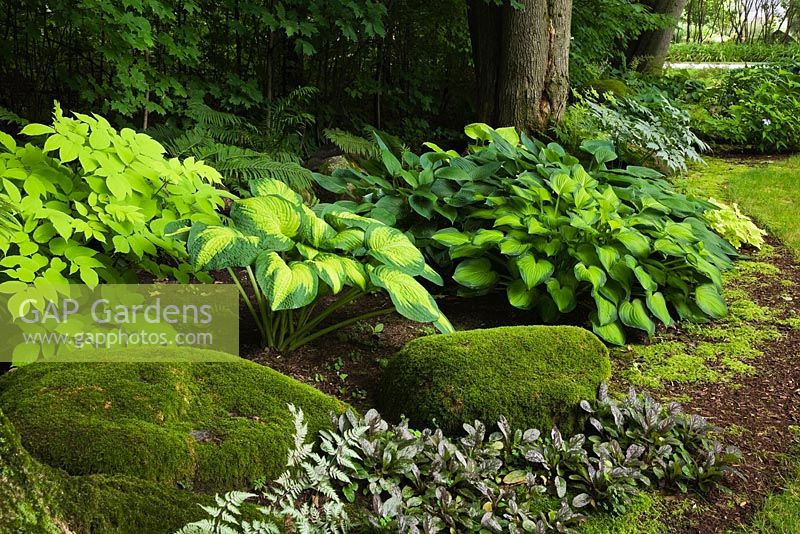 Natural rocks covered with green Bryophyta - Moss in border planted with Ajuga reptans - Carpet Bugleweed, Aralia cordata 'Sun King' Hostas 'Brother Stephan', 'Final Summation' in backyard garden in summer