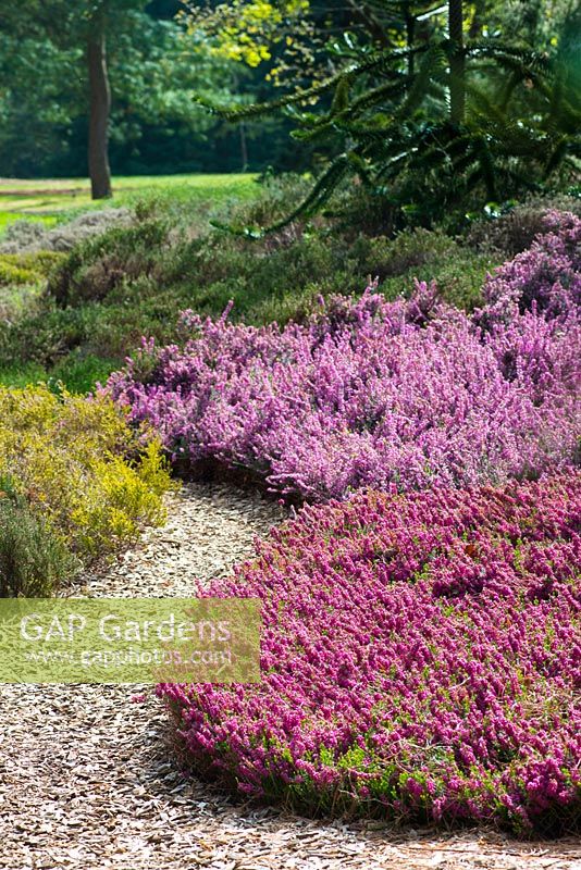 Path amongst group of heaths and heathers including: Calluna vulgaris 'Sandy', Erica carnea 'Rosalie'
