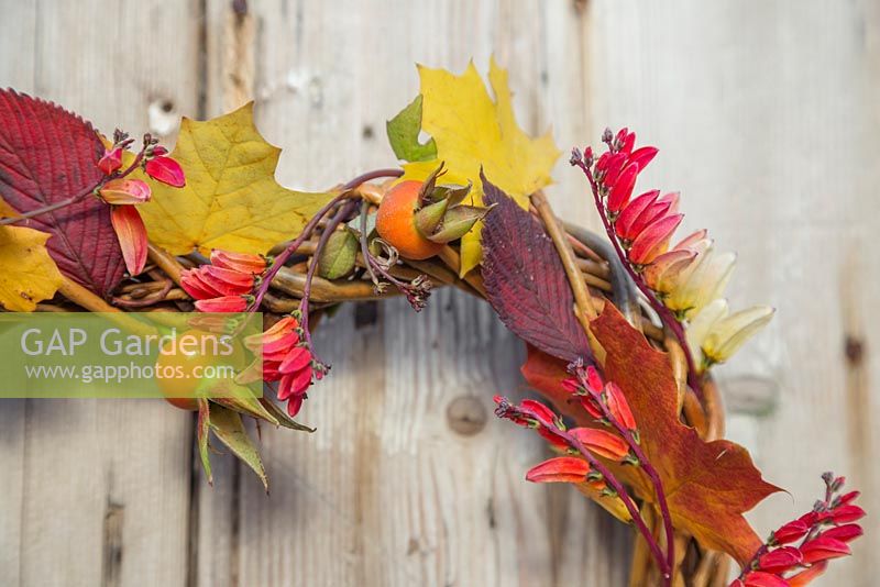 Detail of Autumnal heart shaped wreath constructed from Rose hips, Mina lobata and Autumnal leaves