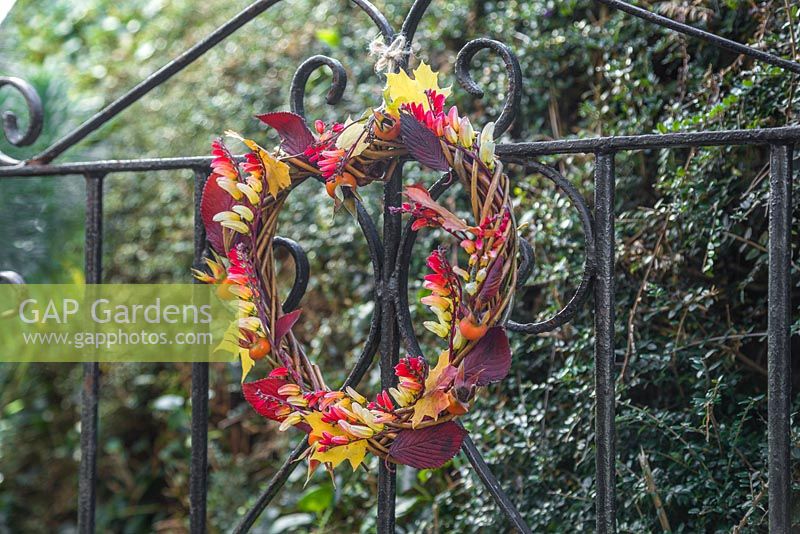 Autumnal heart shaped wreath on wrought iron gate. Constructed from Rose hips, Mina lobata and Autumnal leaves
