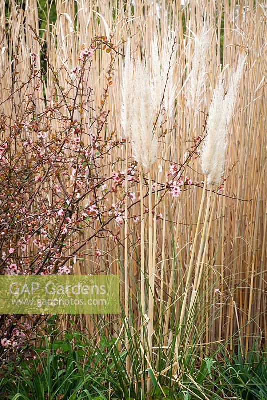 Chaenomeles speciosa 'Moerloosei syn. C.S. 'Apple Blossom' with Cortaderia fulvida syn. C. richardii and Miscanthus giganteus. Japanese quince, Pampas grass