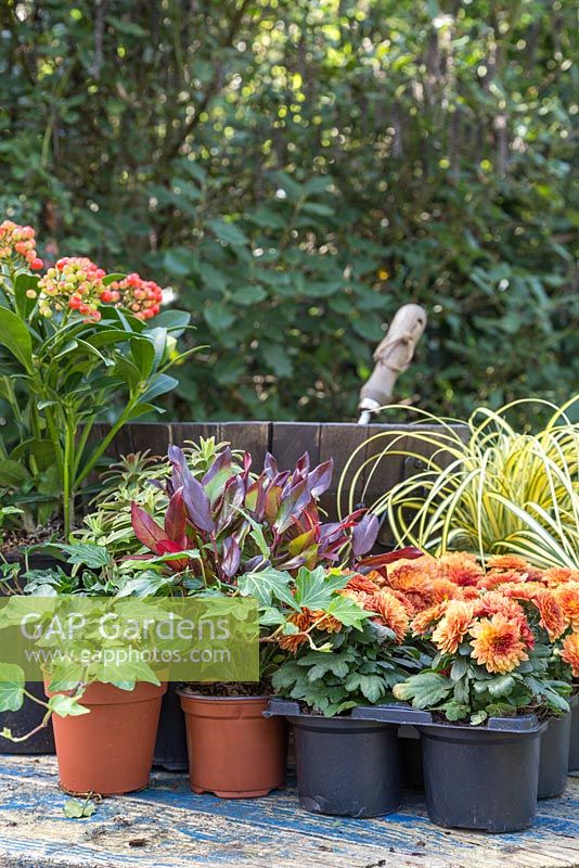 Ingredients required to construct an Autumnal barrel feature Skimmia japonica 'Pabella', Carex oshimensis 'Evergold', Chrysanthemum Orange Double, Euphorbia, Hedera helix and Leucothoe