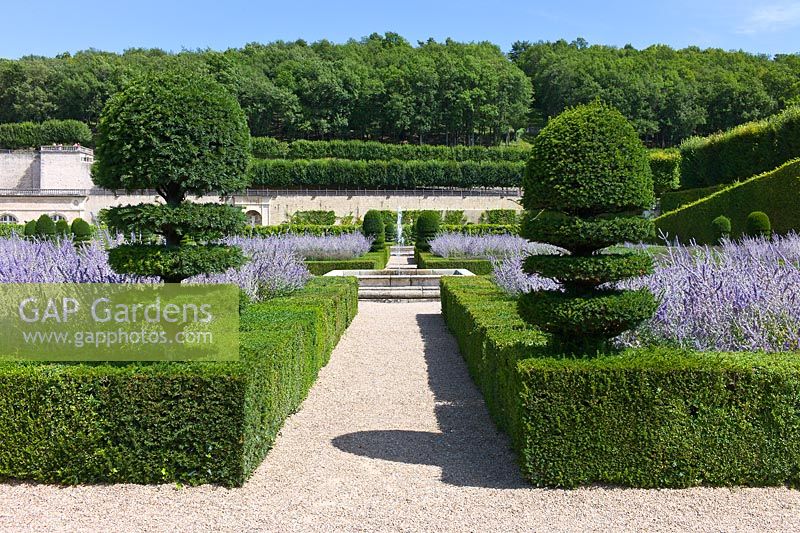 Formal garden of clipped Buxus sempervirens and Taxus topiary hedges with Perovskia at Chateau de Villandry, Loire Valley, France