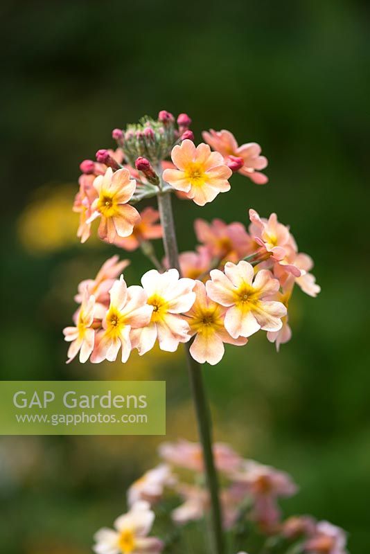 Primula chungensis - candelabra primrose