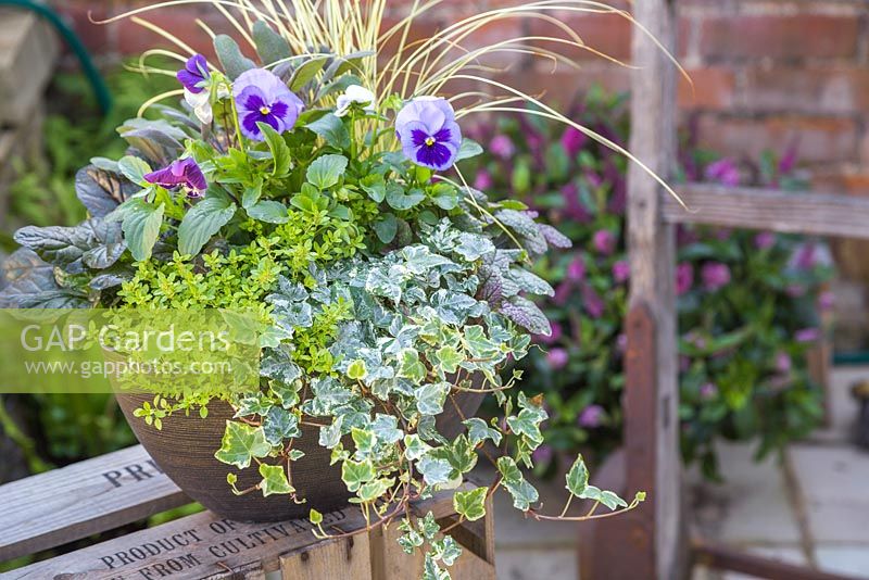 Autumnal container with Variegated Ivy, Thyme, Viola, Ajuga and Carex
