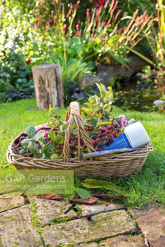 Wicker basket container with thermos flask, blanket and foraged blackberries - Rubus fruticosus