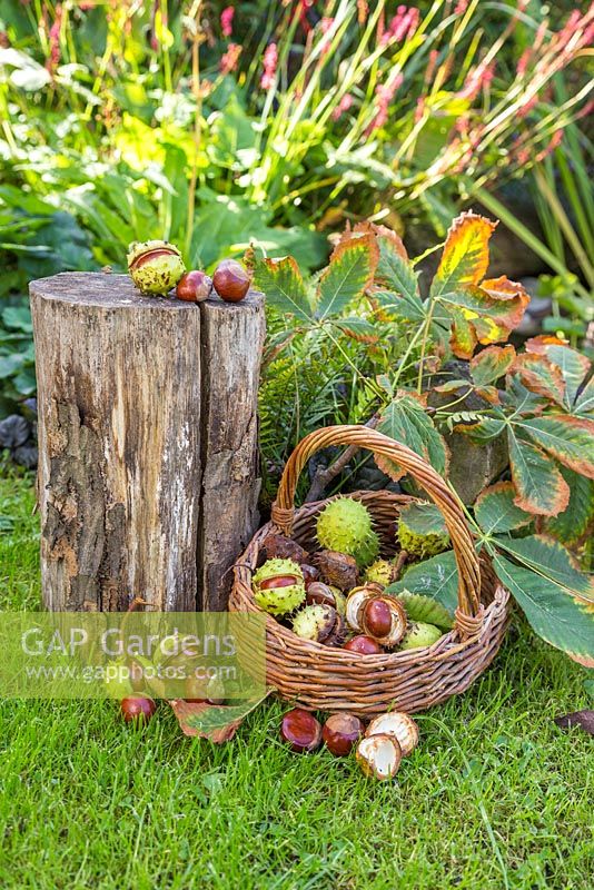 Wicker basket containing foraged Horse Chestnuts
