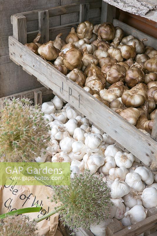 Garlic for sale in the shop. The Garlic Farm. Isle of Wight. 