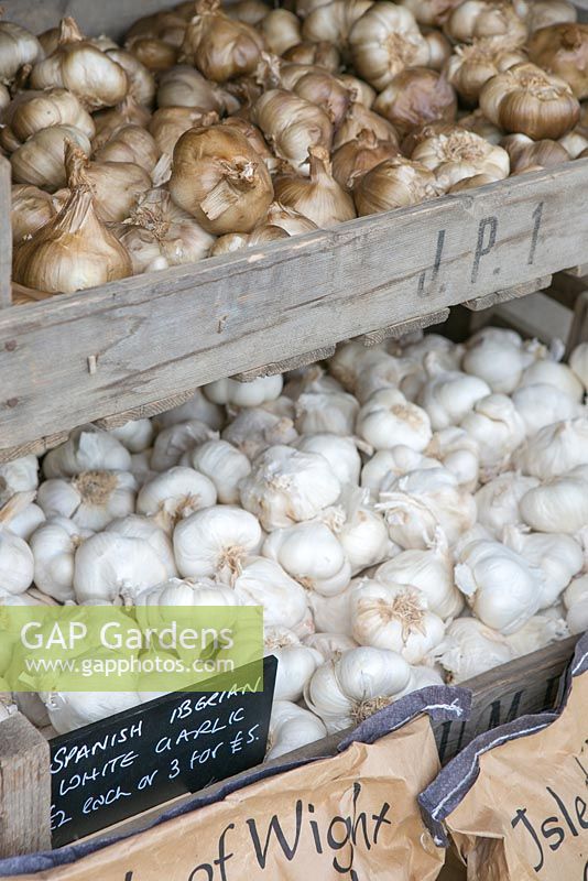  Garlic for sale in the shop. Spanish Iberian white garlic.The Garlic Farm. Isle of Wight.