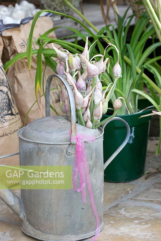 Garlic flowers in watering can. The Garlic Farm. Isle of Wight. 