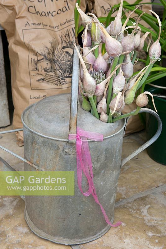  Watering can with garlic flowers. The Garlic Farm. Isle of Wight.