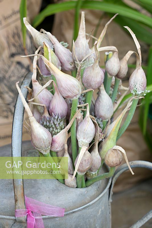 Garlic flowers in watering can. The Garlic Farm. Isle of Wight. 