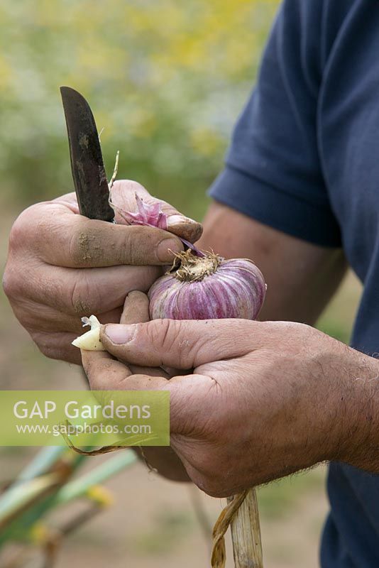 Peeling freshly harvested garlic clove. The Garlic Farm. Isle of Wight. 
