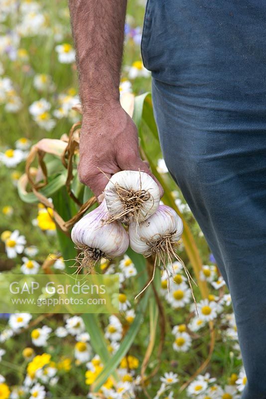 Harvesting garlic. The Garlic Farm. Isle of Wight. 