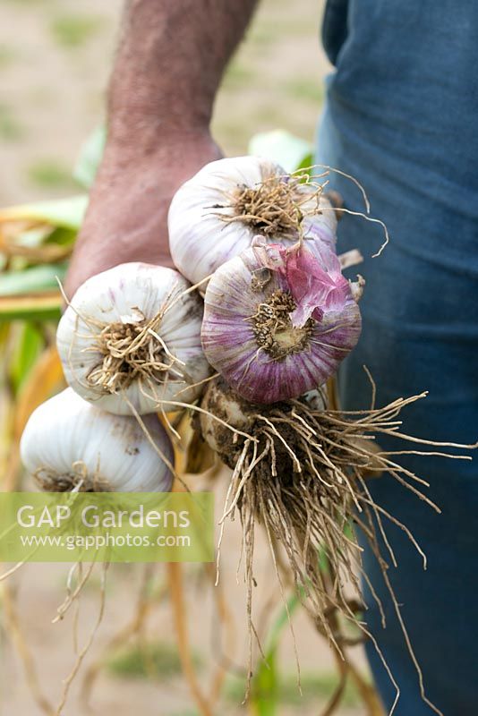 Harvesting garlic. The Garlic Farm. Isle of Wight. 