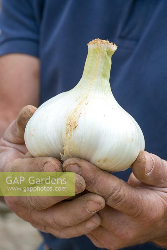 Holding Elephant garlic. The Garlic Farm. Isle of Wight. 