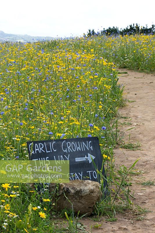 Garlic growing between wild flowers. The Garlic Farm. Isle of Wight. 
