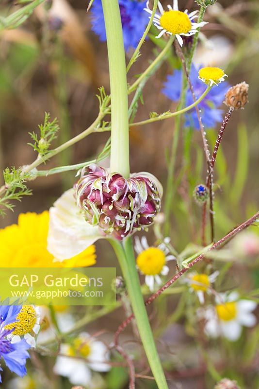 Allium Sativum. Garlic growing between wild flowers.. The Garlic Farm. Isle of Wight. 