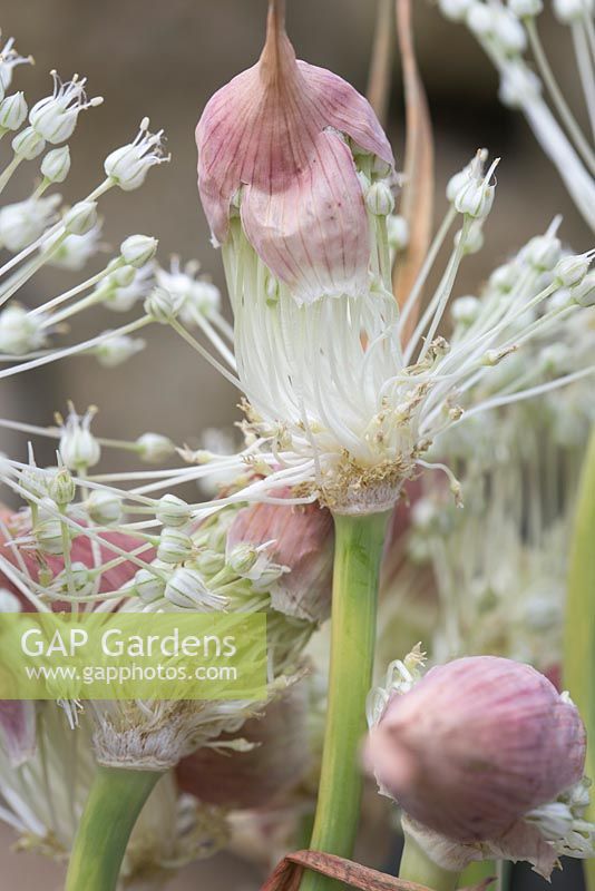 Allium sativum. Flowering garlic. The Garlic Farm. Isle of Wight. 