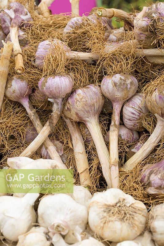Garlic for sale. Different varieties. The Garlic Farm. Isle of Wight. 