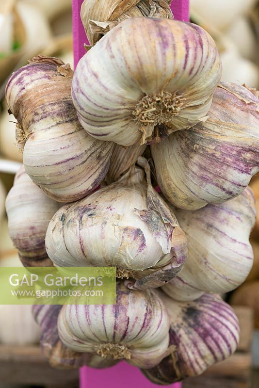 Garlic for sale. The Garlic Farm. Isle of Wight. 